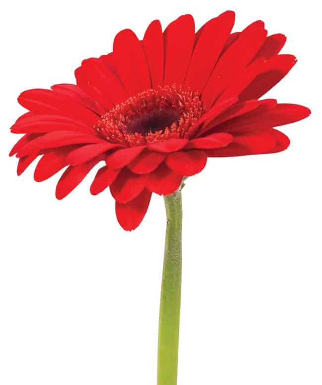 red gerbera